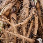 Harvested salsify roots