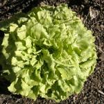 French endive ready for harvest