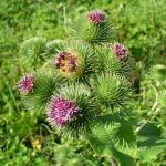 Burdock flower (commons.wikimedia.org - George Chernilevsky - Public Domain)