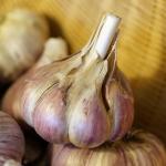 Mature cured garlic