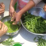 Shelling peas