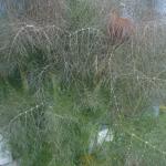 Bronze fennel