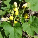 Pattypan squash