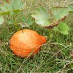 Mother Hubbard squash