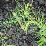 Baby Asparagus Seedlings (approx 6cm/3in) ((c) Liz Hutchinson)