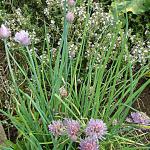 Chive flowers (foreground)
