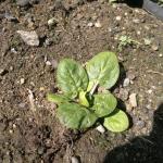 Young spinach