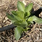 Young broad bean plant