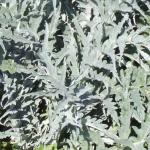 Cardoon foliage