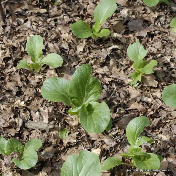 Growing Pak Choy (Pak choi) in New Zealand - cool/mountain ...