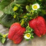 Strawberry plants