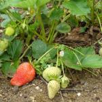 Ripening fruit