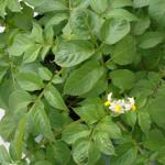 Potato flowers