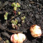 New growth just emerged and some tubers ready for planting