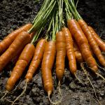 Carrot harvest (commons.wikimedia.org - woodleywonderworks - CC BY 2.0)