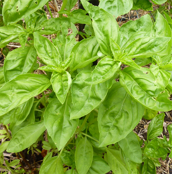 Growing Basil in New Zealand cool mountain climate