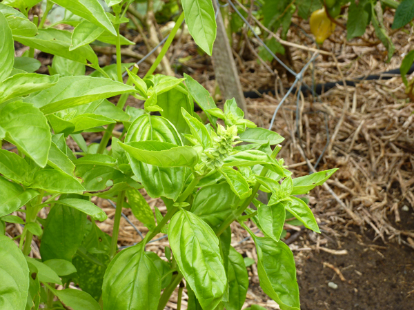 Growing Basil in New Zealand cool mountain climate