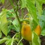 A yellow capsicum