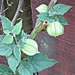 unripe fruit