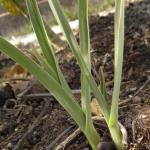 Young garlic shoots